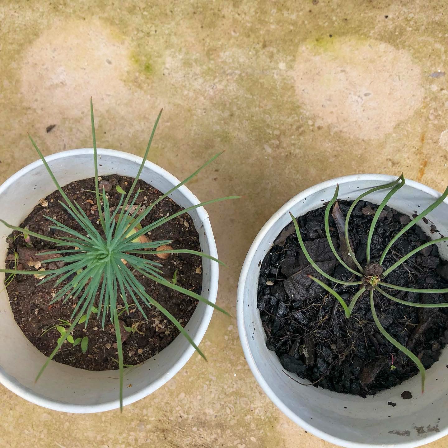 Cada par é acompanhado por sementes de pinheiro-manso, criando uma ligação simbólica à natureza e à reflorestação em Portugal.